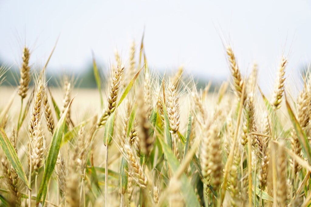 agriculture arable barley bread