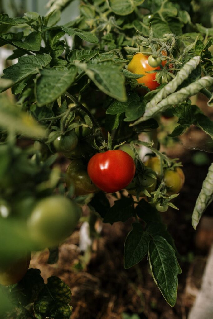 green and red tomatoes