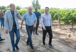 campaña-contra-la-lobesia-brotana